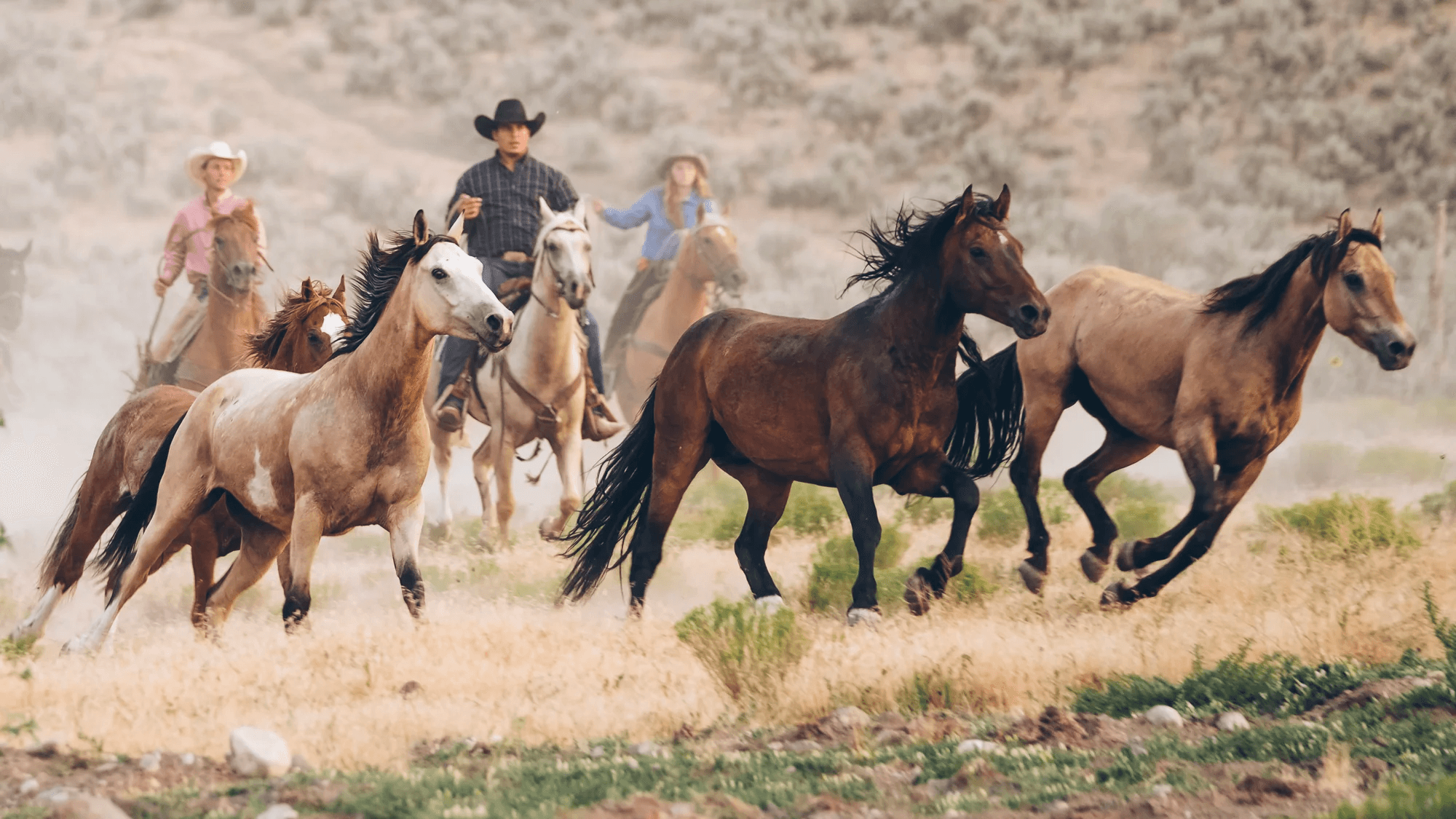 Drover background