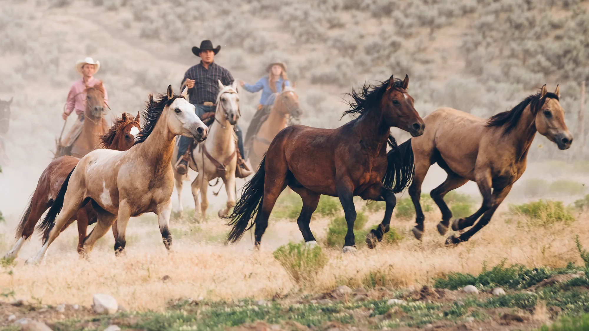 Drover Case Study
